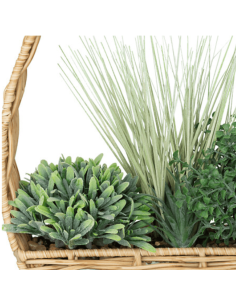 Plante à suspendre CALA 2