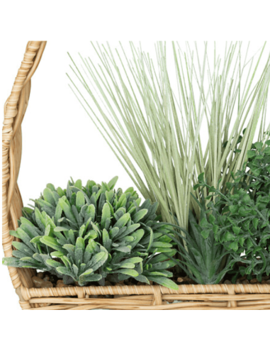 Plante à suspendre CALA