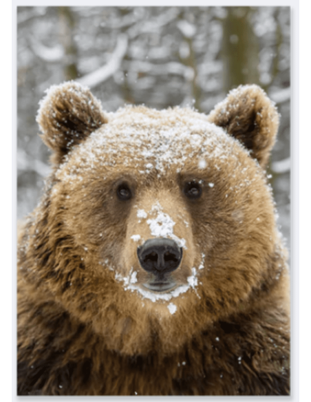 Tableau OURS velours 80 x 120 cm